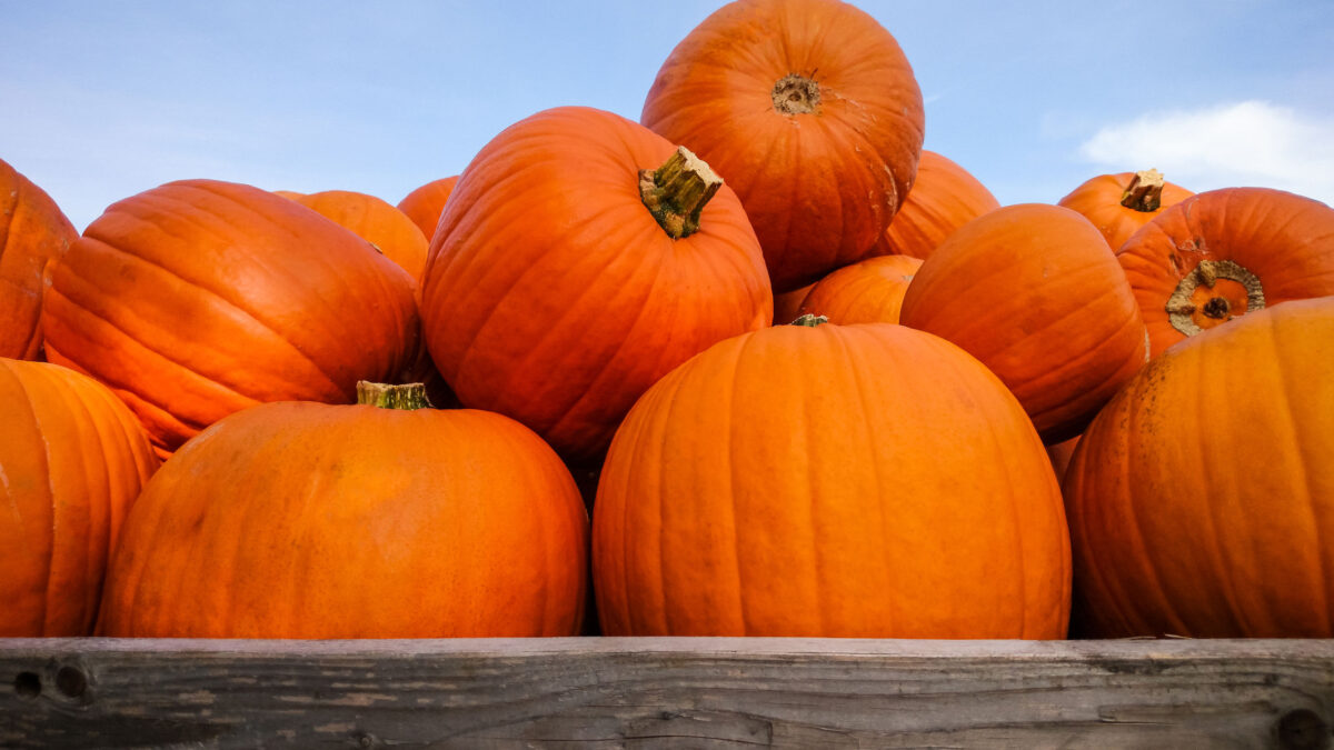 big orange pumpkins against a blue sky