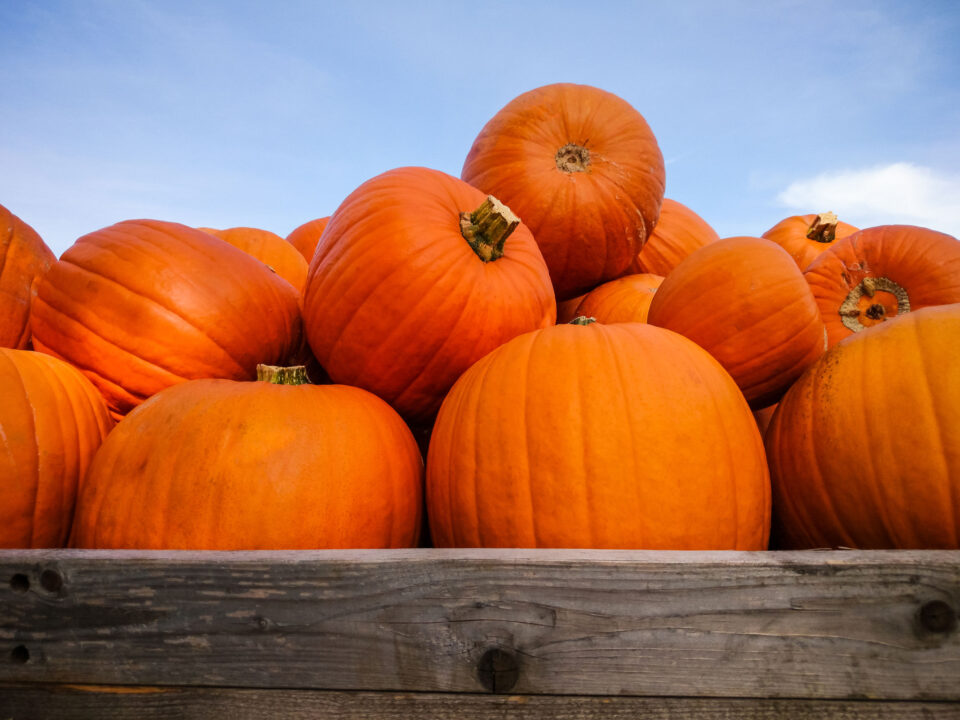 big orange pumpkins against a blue sky